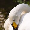 Einbein