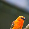 Oranje