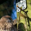 Turmfalke