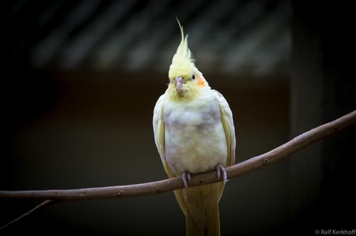 Vogelstange