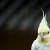 Vogelstange