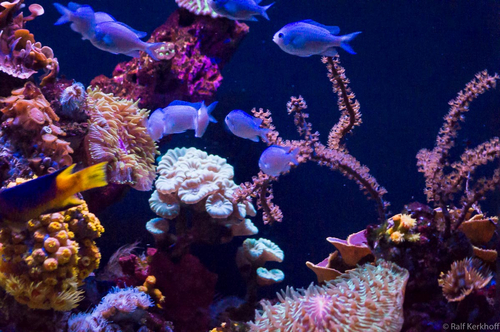 Aquarium