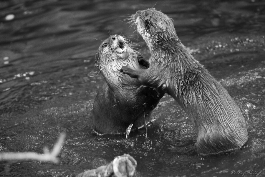 Wassertiere