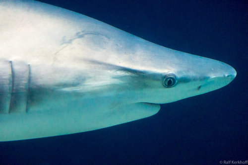 The Shark