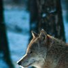 SnowWulf
