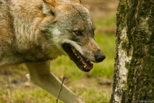 Jagd