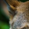 Head