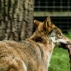 Beute