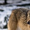 Snowwulf