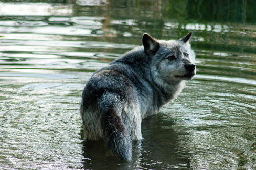 Waterwalk
